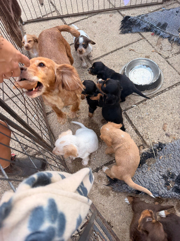 Cocker spaniel puppies