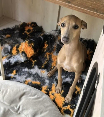 Italian Greyhound Pup