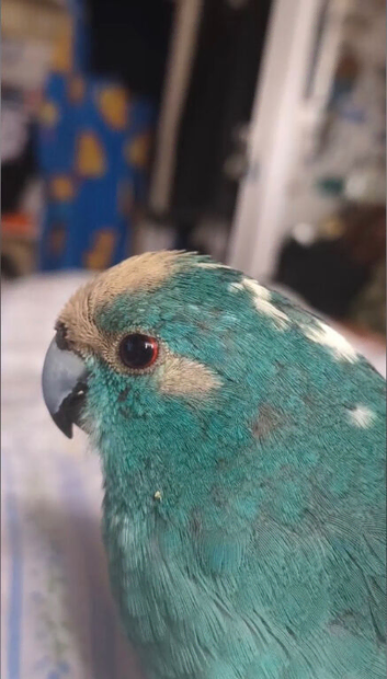 Blue male kakarikis
