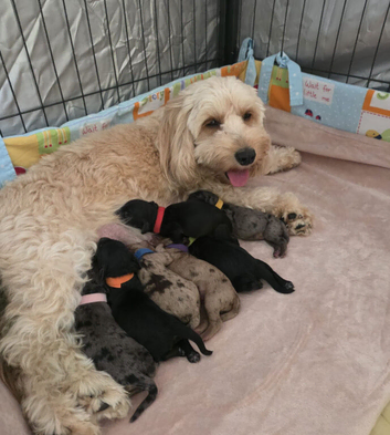 STUNNING LITTER OF COOKERPOOS