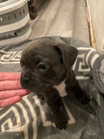 Frenchie puppies