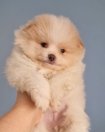 Beautiful puppies ready in a fews days
