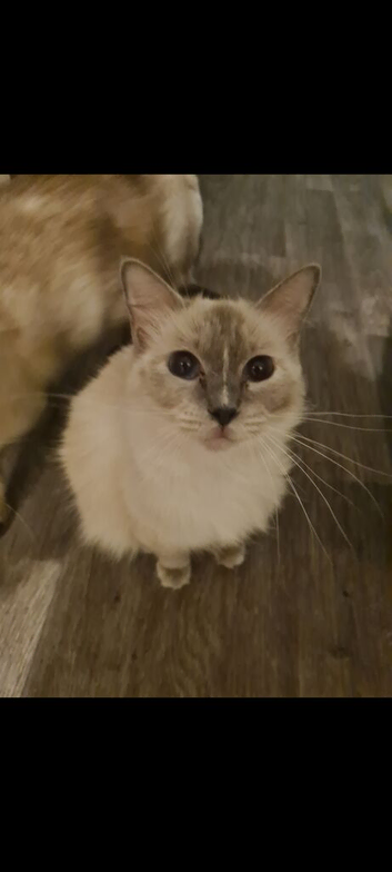 Ragdoll kittens ready to go