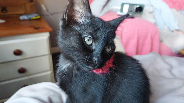 2 Beautiful black kittens