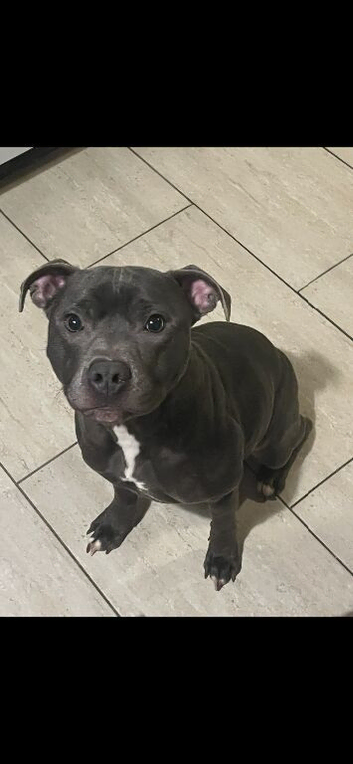 Blue staffy