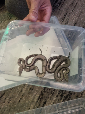 Stunning baby boas