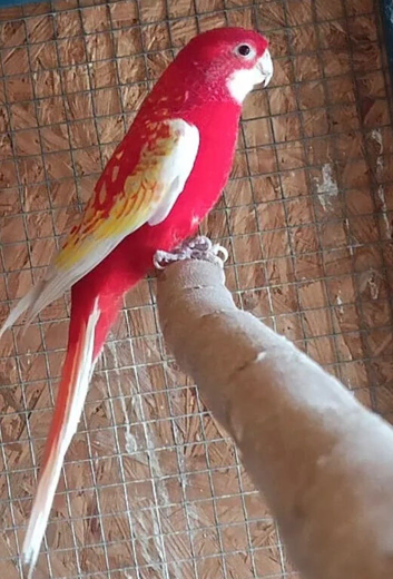 Rosella 2 years old male