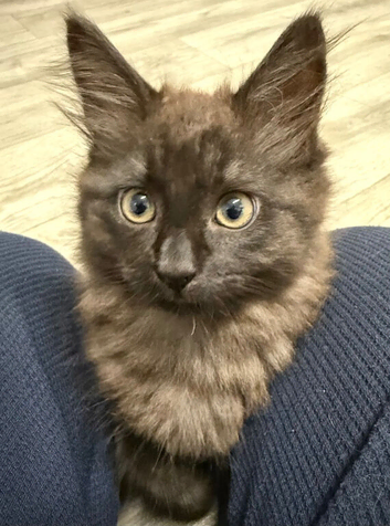 Lilo &ndash; Stunning Maine Coon x British Shorthair with Rare Inhibitor Gene
