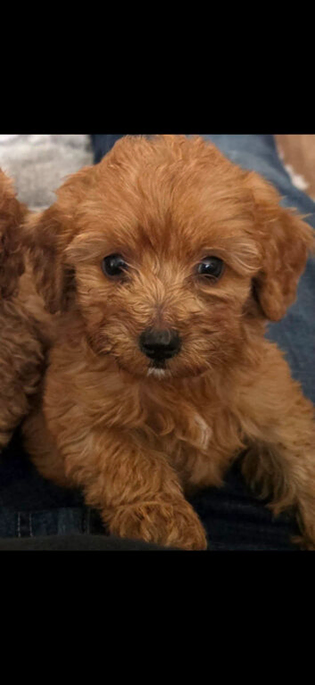Cockapoo