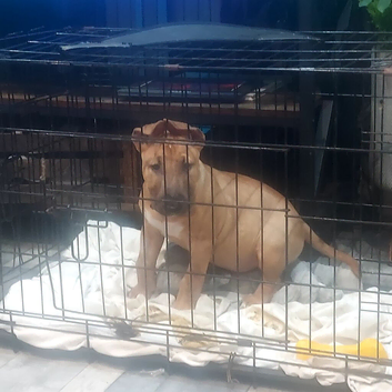 Last male Bull Terrier