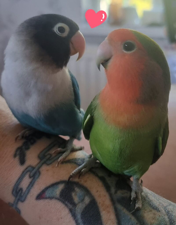 2 love birds