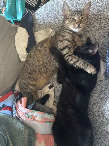 Female cats