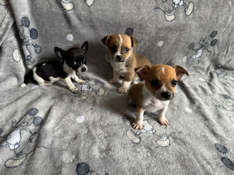 Jackawawa puppies