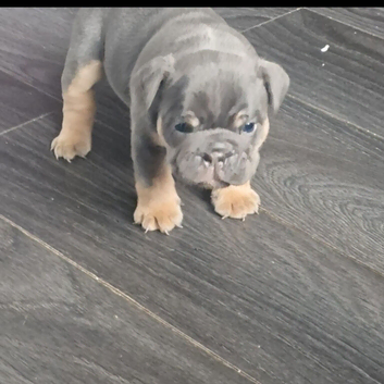 KC REGISTERED BEAUTIFUL BLUE/LILAC TRI ENGLISH BULLDOGS FOR SALE