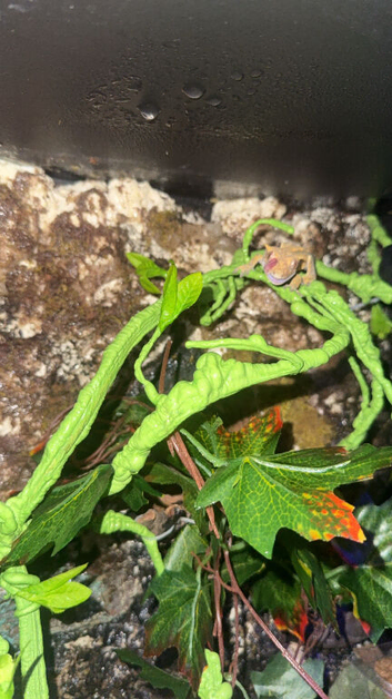 Crested gecko