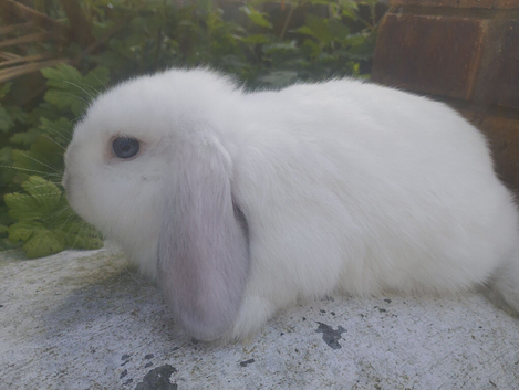 Mini Lop Buck