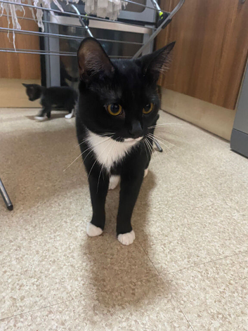 Male cat looking for new home