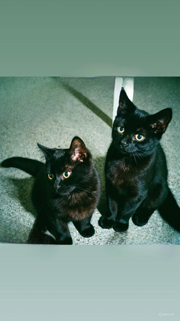The pair &pound;100 May go cheaper if collected today