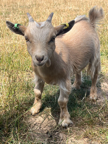 Lovely Little Pygmy Goat -'Little Bear'