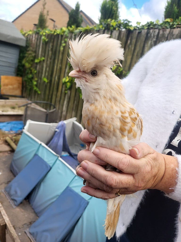 Young Polish hen