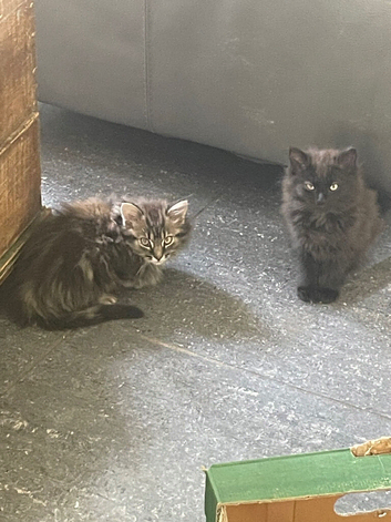 Rare Ragdoll x kittens