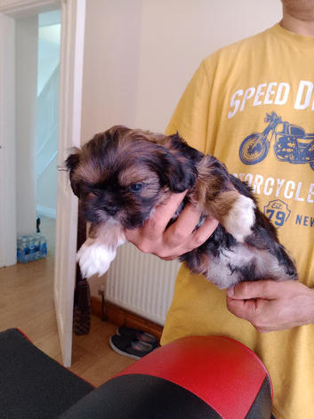 5 beautiful puppies