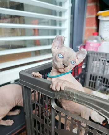 Sphynx Kittens