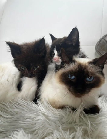 Ragdoll mixed kittens