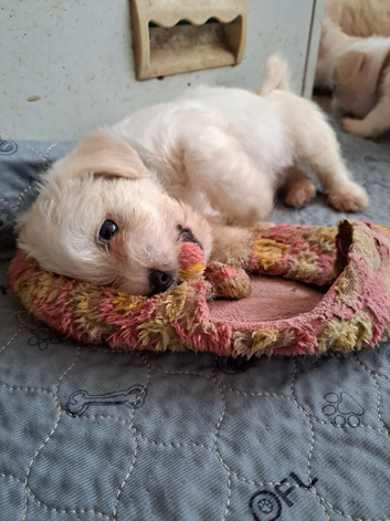 Jug pups