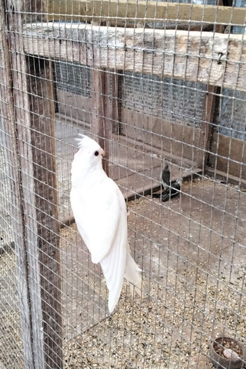 Male Albino Cockatiel