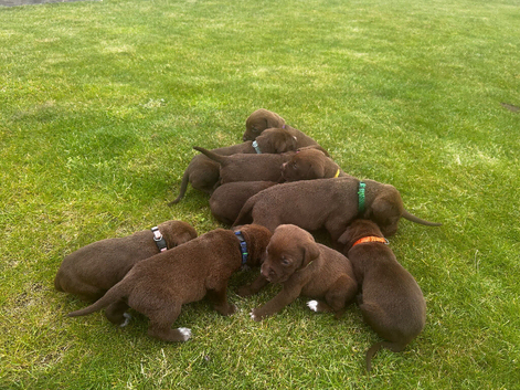 German short haired pointer mix