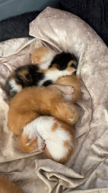 7 kittens for sale
