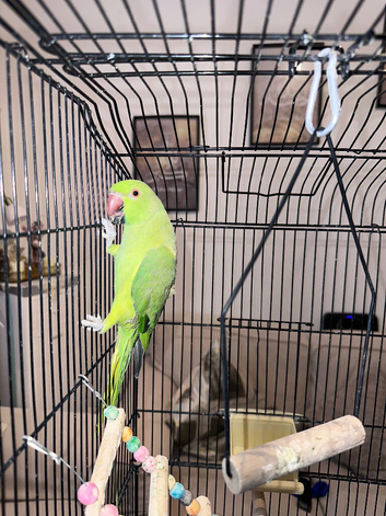 Indian ringneck