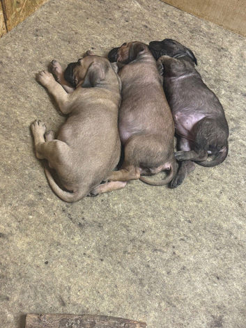 Cane Corso