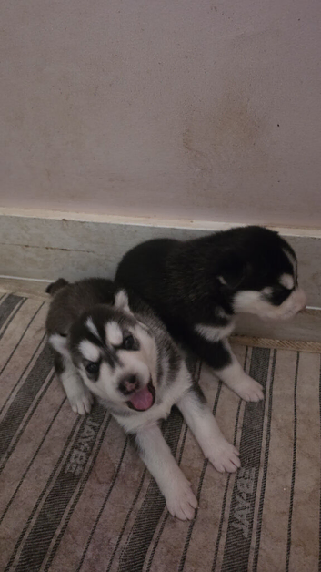 Selling husky