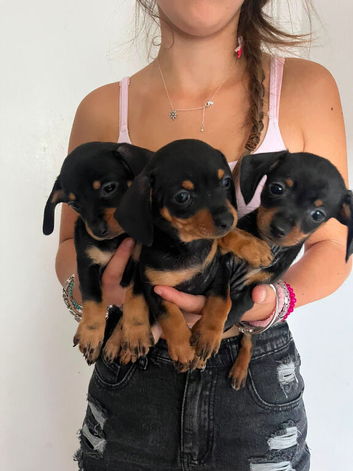 Cheweenies 8 weeks