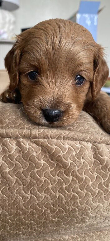 4 Cavapoo puppies