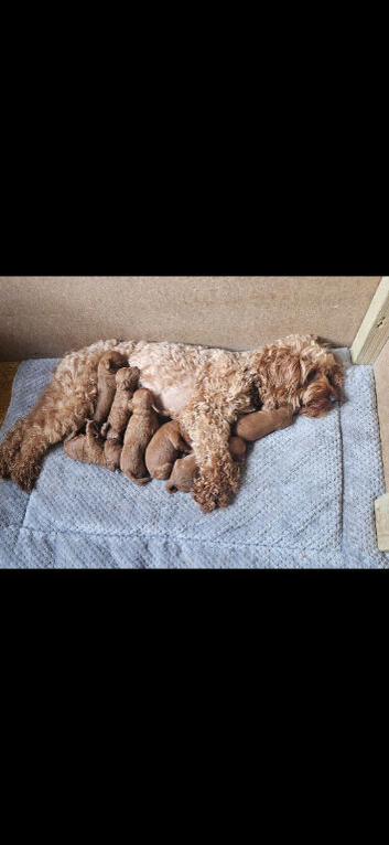 Beautiful Multigenerational Cockapoo Puppies - Health tested parents