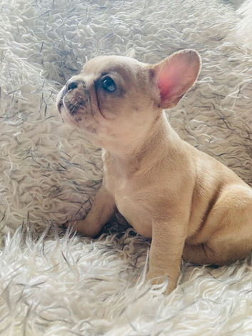 French Bulldog Puppies