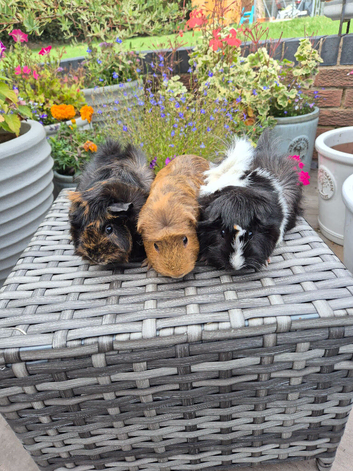 Beautiful Young Adult Sows