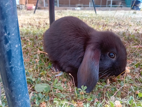 Baby rabbits