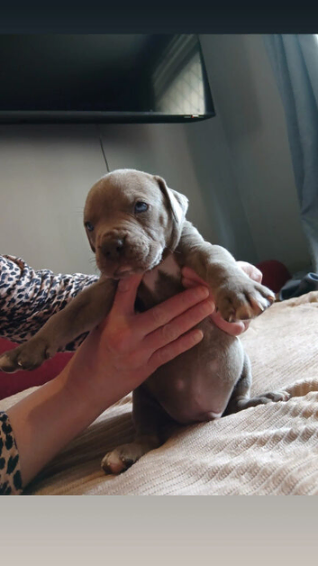 9 cane corso puppies for sale