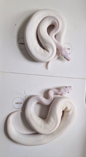 Royal pythons for sale 2 BELs available
