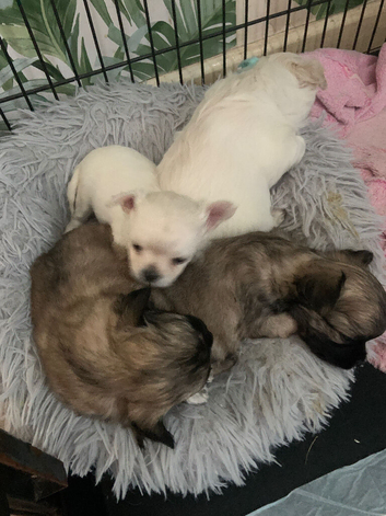 Apple head chihuahuas