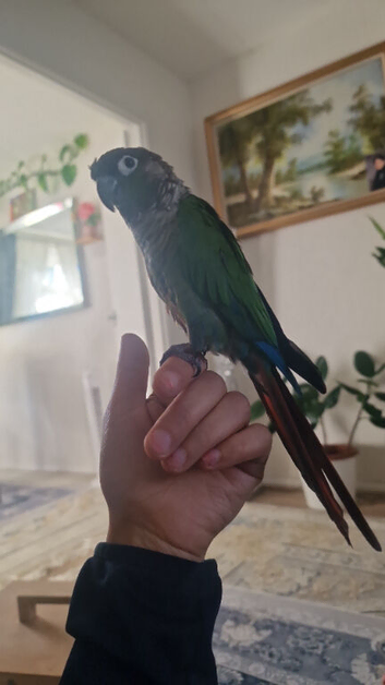 Tame conure
