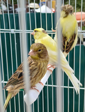 Canaries mixed Canaries
