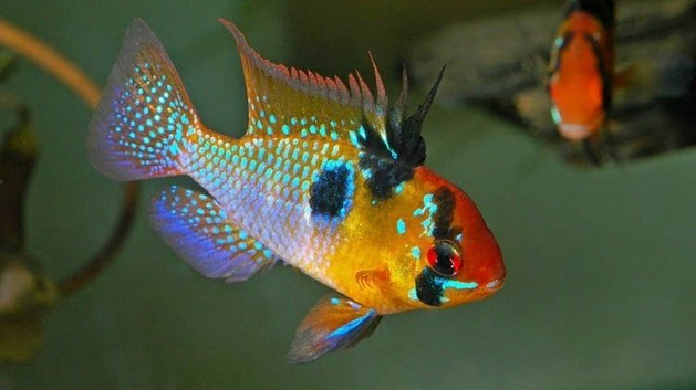 German blue ram breeding pair