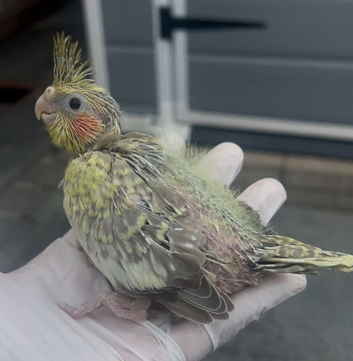 Hand reared baby cocktail
