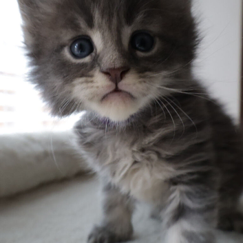 TICA Registered Maine Coon Kittens – Blue Smoke, Black Smoke & Tabby Lines