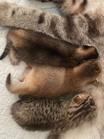 Irresistible Golden Chinchilla&rsquo;s Mini BSH!